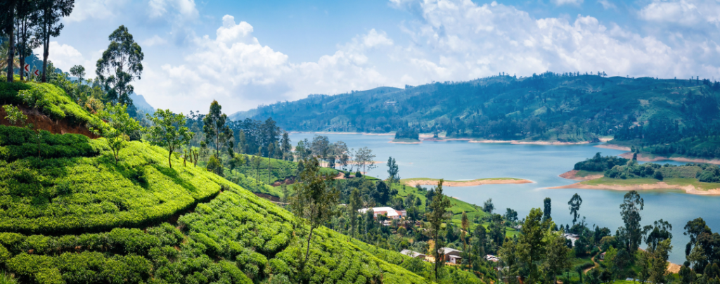 Landscape scene of water and forest in Sri Lanka